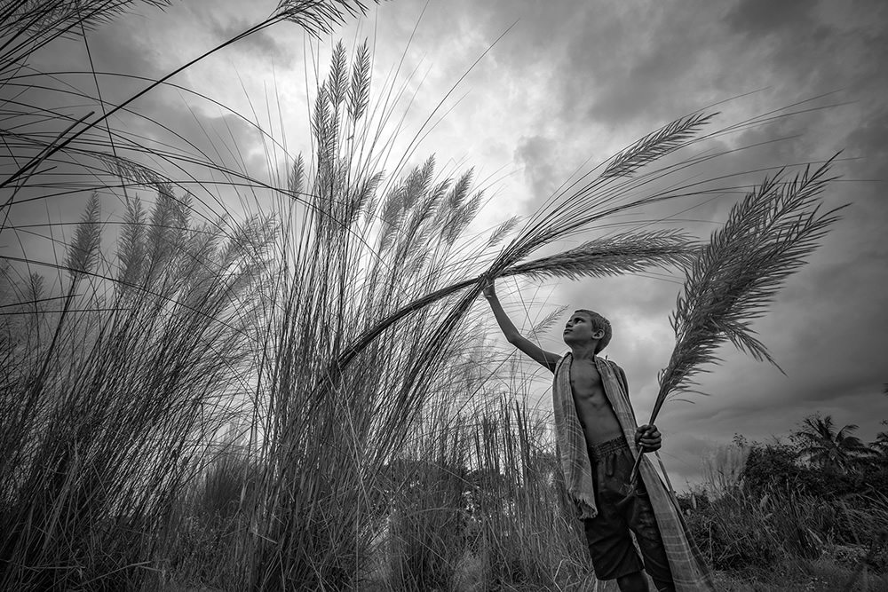 The boy with the kash flower, Kolaghat, West Bengal