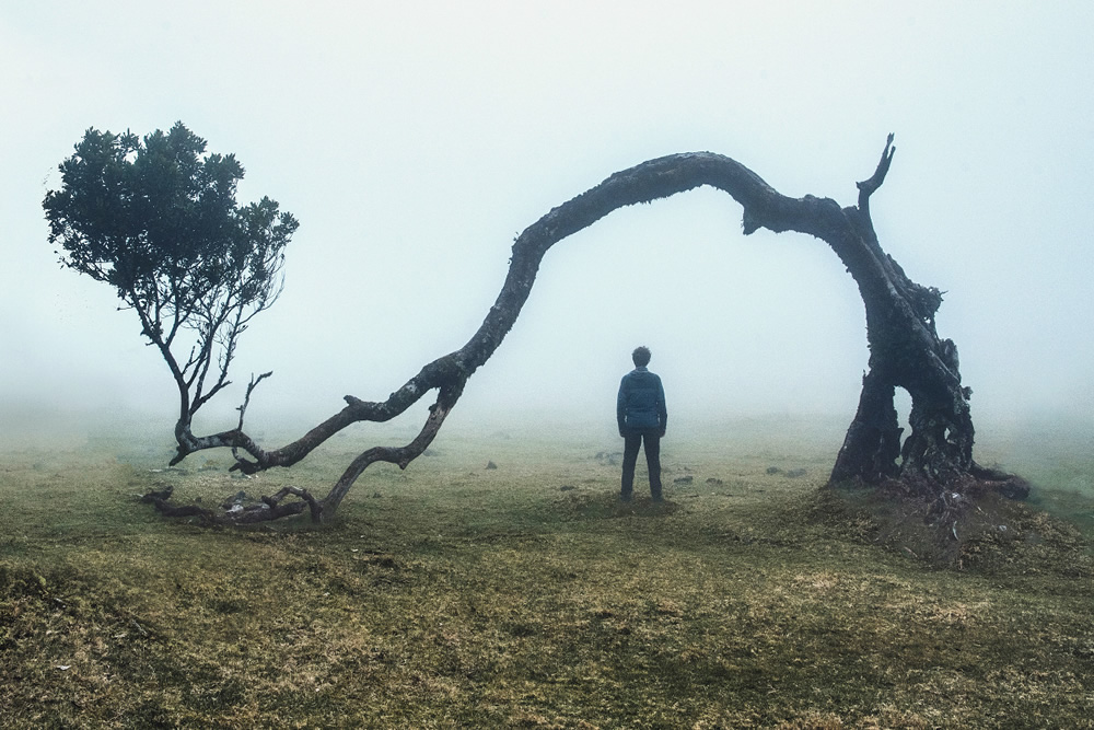 From Fog Into Light: Beautiful Forestscapes by Kilian Schonberger