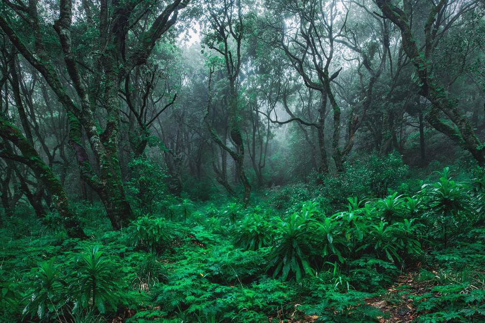 From Fog Into Light: Beautiful Forestscapes by Kilian Schonberger