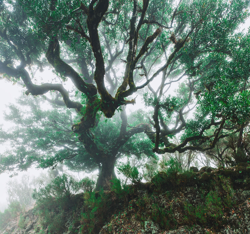 From Fog Into Light: Beautiful Forestscapes by Kilian Schonberger