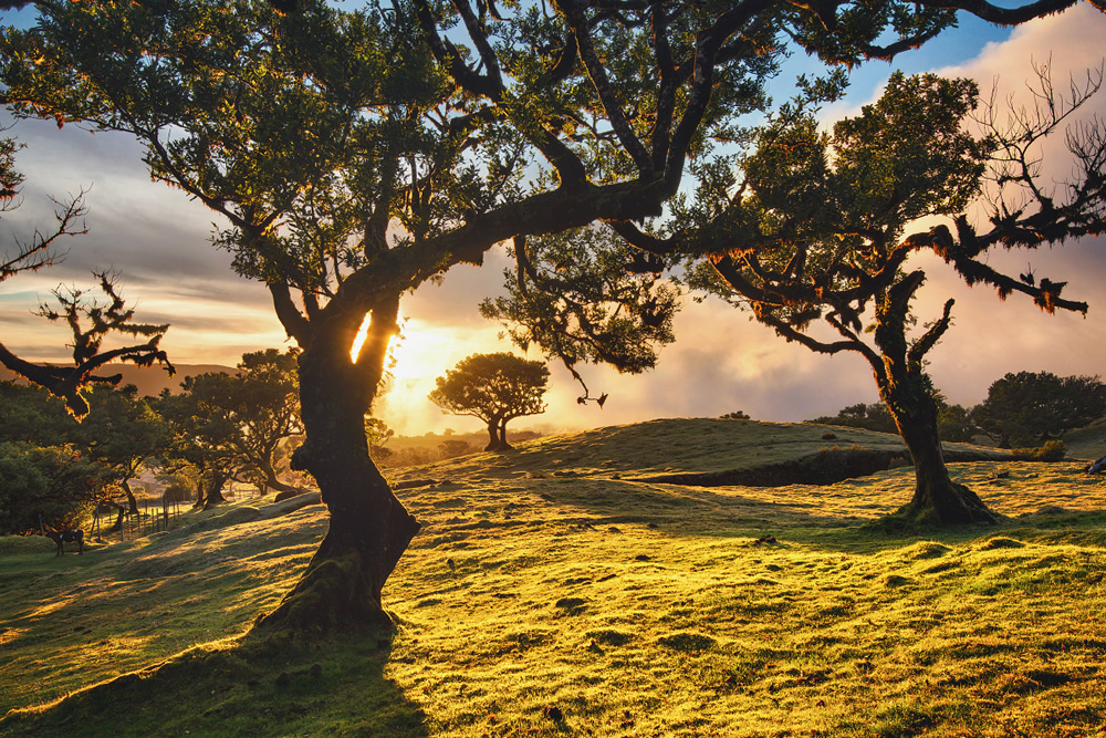 From Fog Into Light: Beautiful Forestscapes by Kilian Schonberger