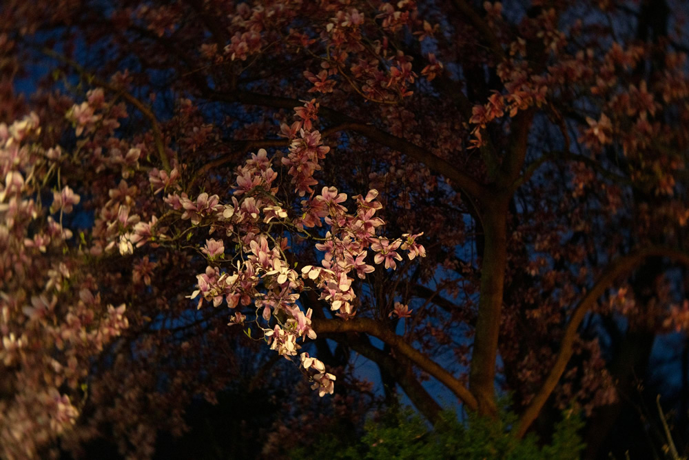 In Between Days: My Neighborhood During the COVID Lockdown by Htet T San