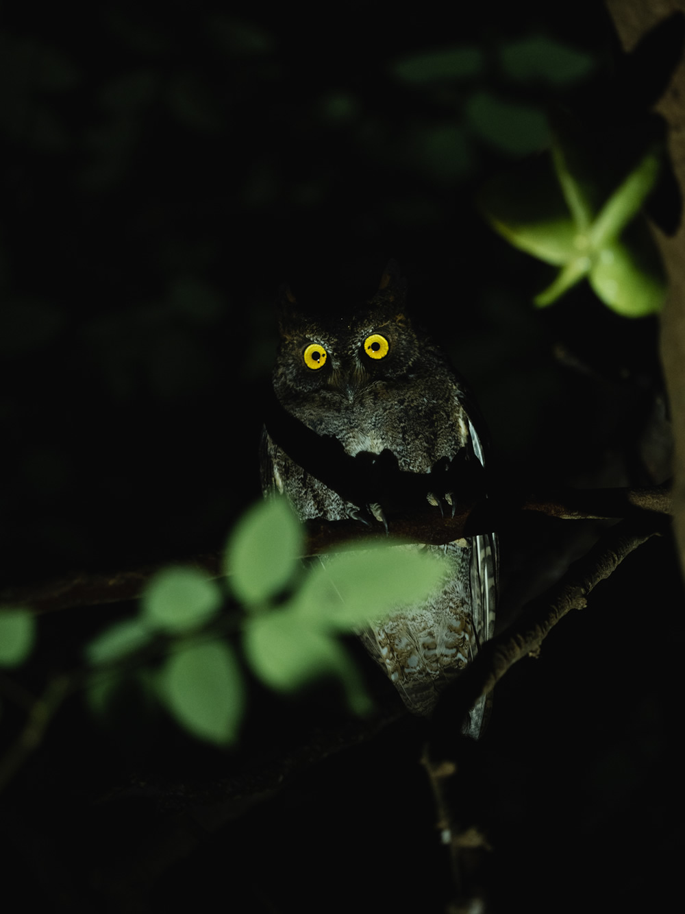 Iriomote-jima: Beautiful Island in Japan Captured by Ben Simon Rehn