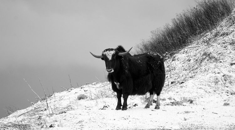 A Journey Through Himalayas by Ravikumar Jambunathan