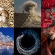 Sony World Photography Awards 2020