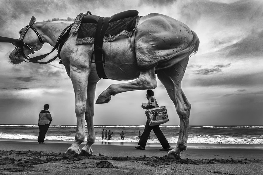 Animals in Street by Raj Sarkar