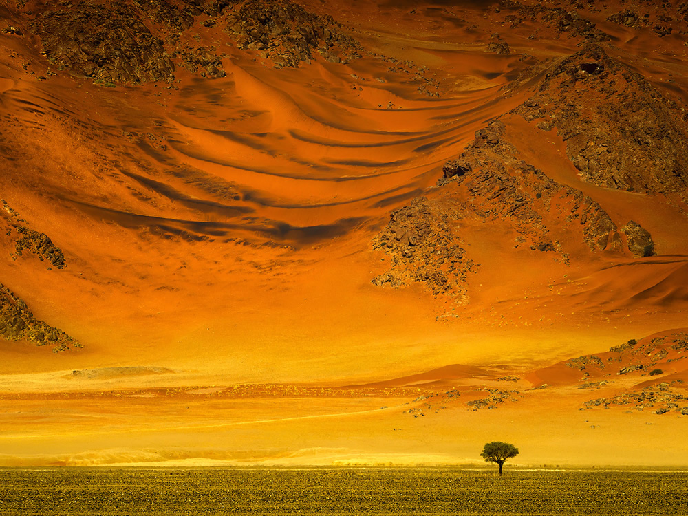 Trees of Namibia: Beautiful Photographs by Isabella Tabacchi