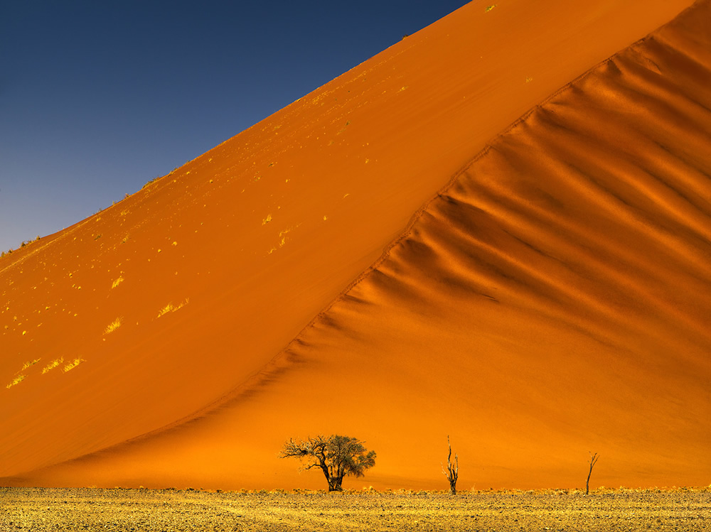 Trees of Namibia: Beautiful Photographs by Isabella Tabacchi