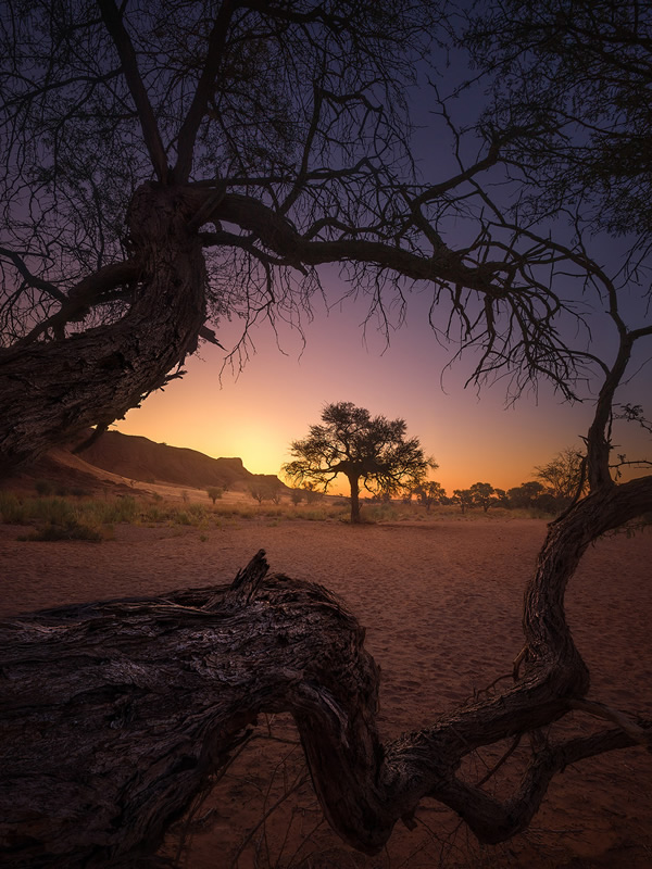 Trees of Namibia: Beautiful Photographs by Isabella Tabacchi