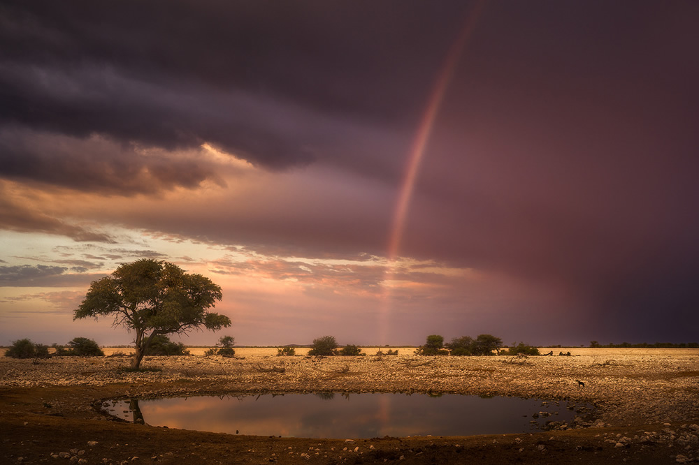 Trees of Namibia: Beautiful Photographs by Isabella Tabacchi