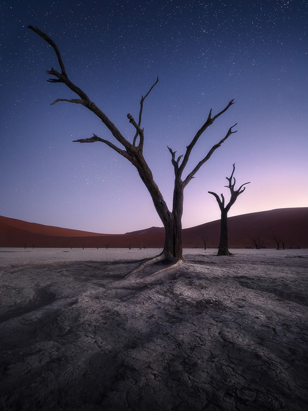 Trees of Namibia: Beautiful Photographs by Isabella Tabacchi