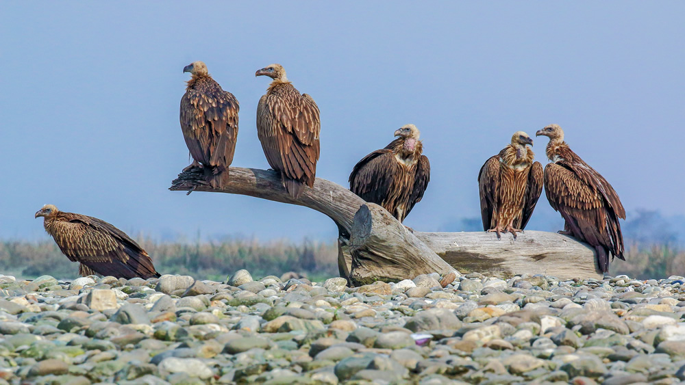 Interview With Indian Nature Photographer Arindam Saha