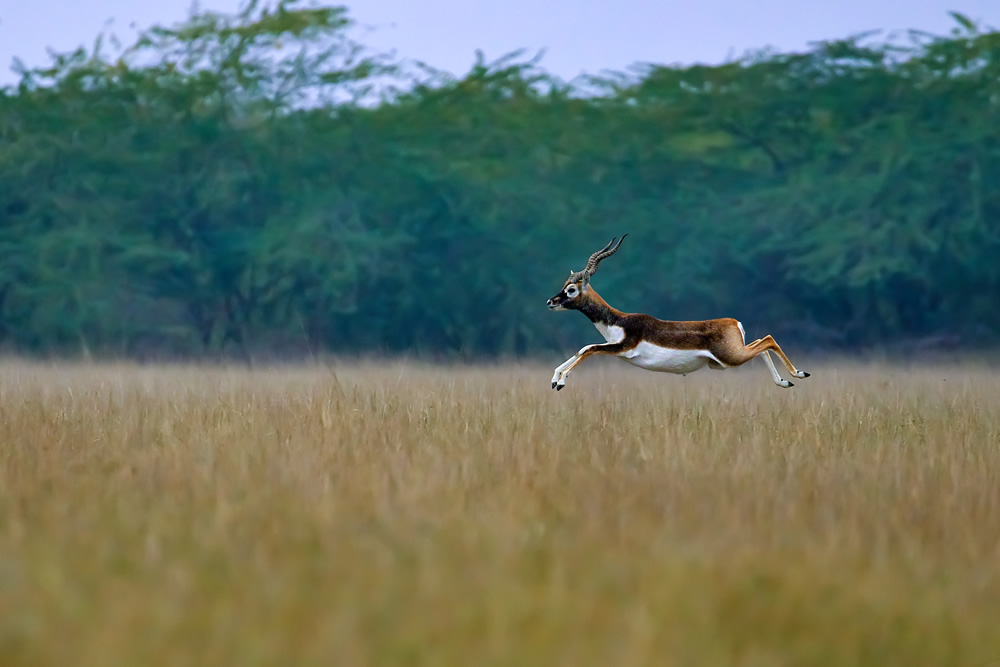 Interview With Indian Nature Photographer Arindam Saha