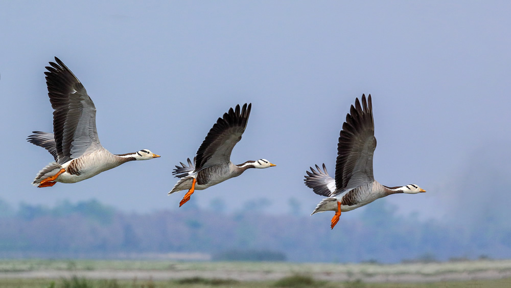 Interview With Indian Nature Photographer Arindam Saha