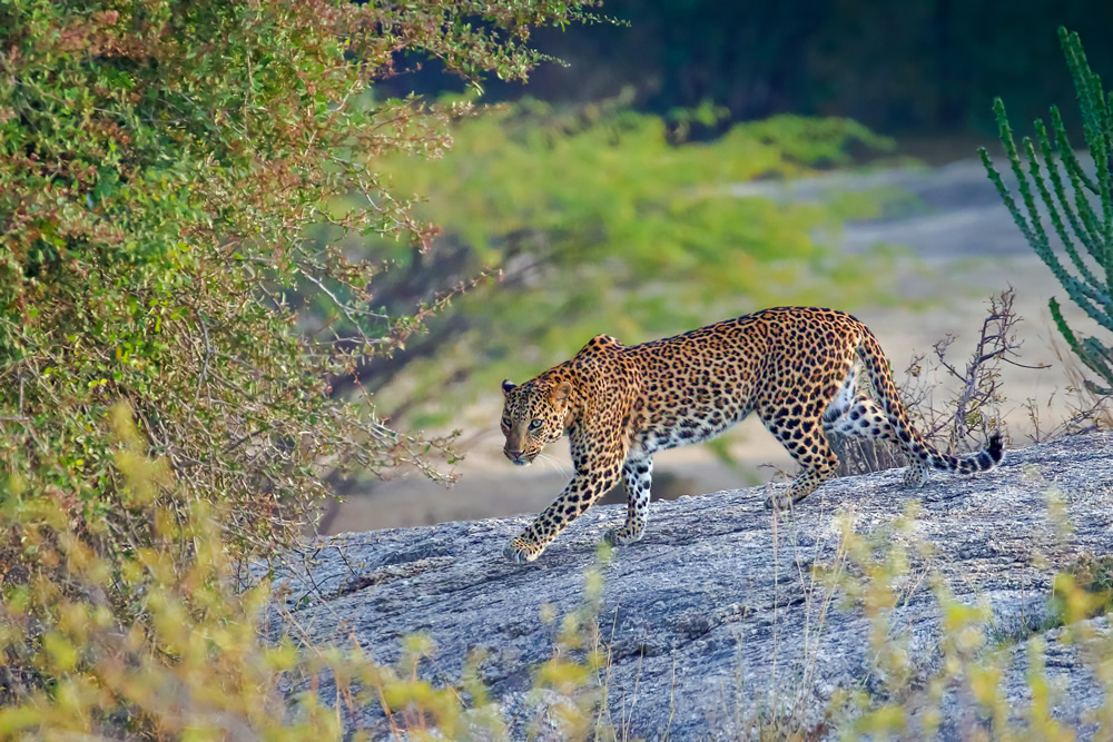 Interview With Indian Nature Photographer Arindam Saha