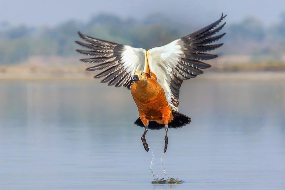 Interview With Indian Nature Photographer Arindam Saha