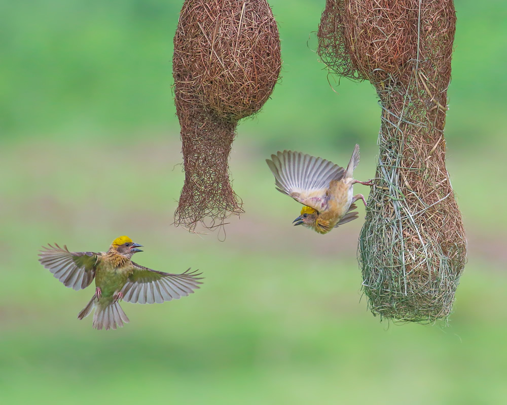 Interview With Indian Nature Photographer Arindam Saha