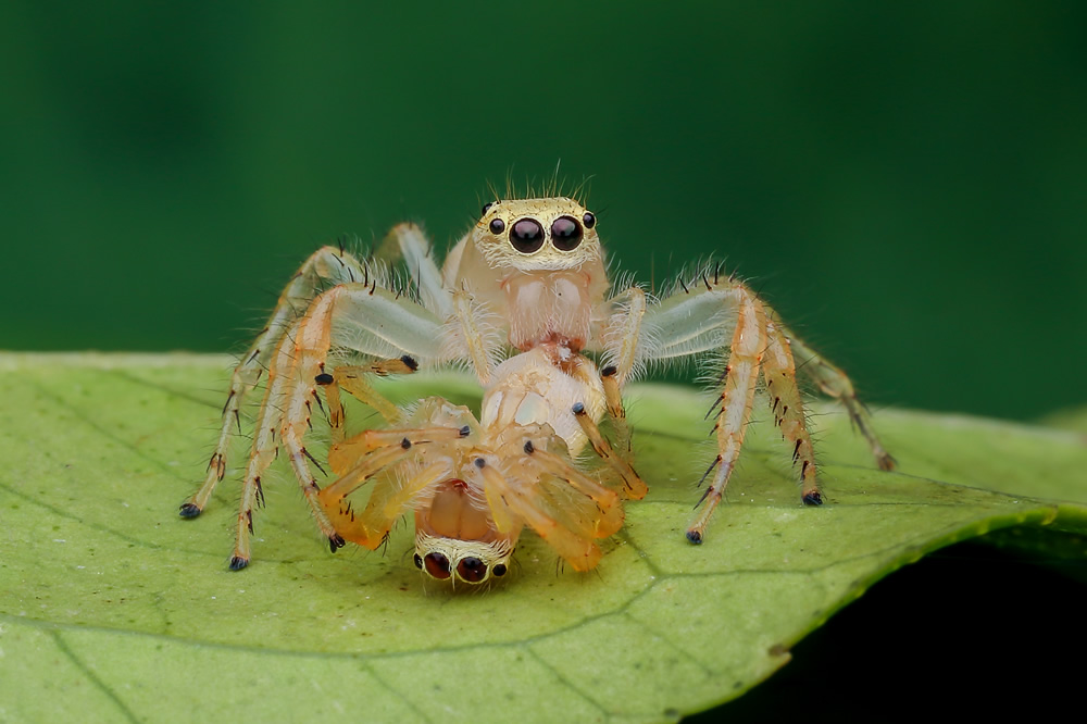 Interview With Indian Nature Photographer Arindam Saha