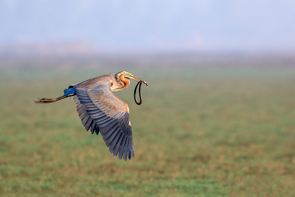 Interview With Indian Nature Photographer Arindam Saha