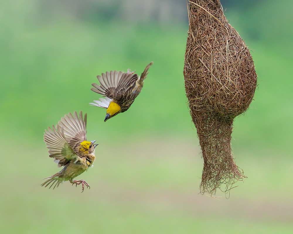 Interview With Indian Nature Photographer Arindam Saha