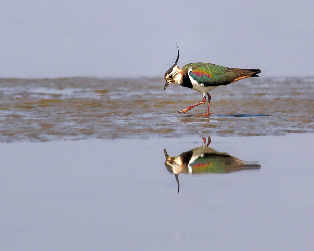 Interview With Indian Nature Photographer Arindam Saha