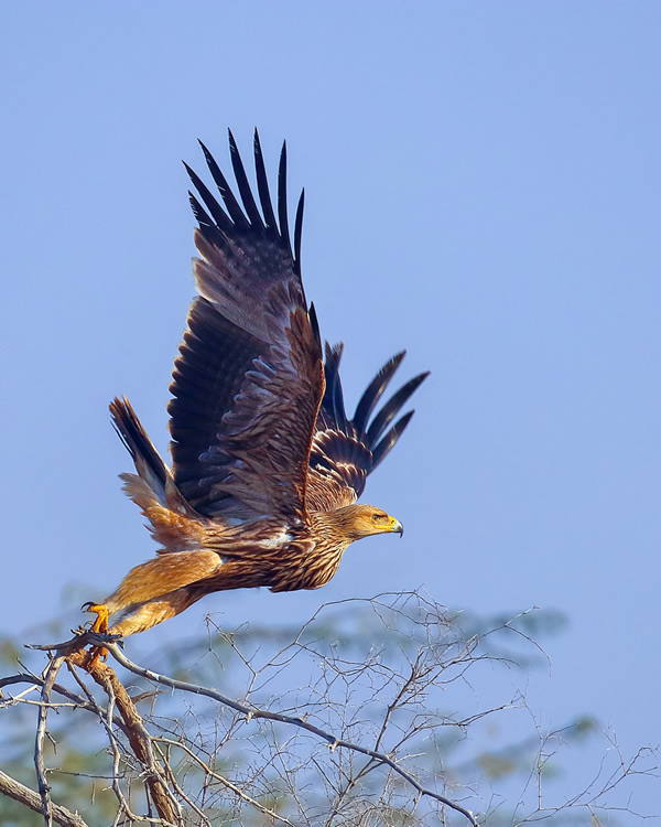 Interview With Indian Nature Photographer Arindam Saha