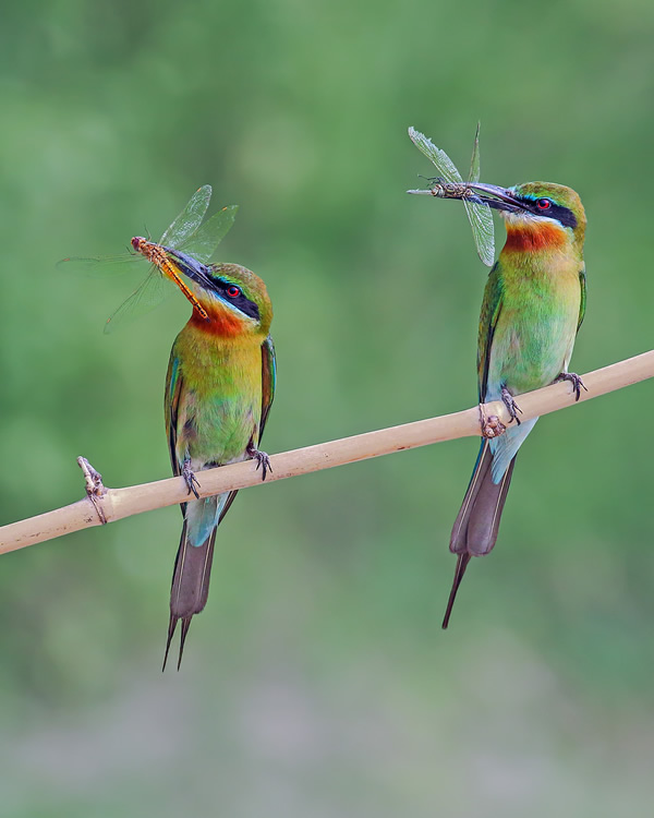 Interview With Indian Nature Photographer Arindam Saha