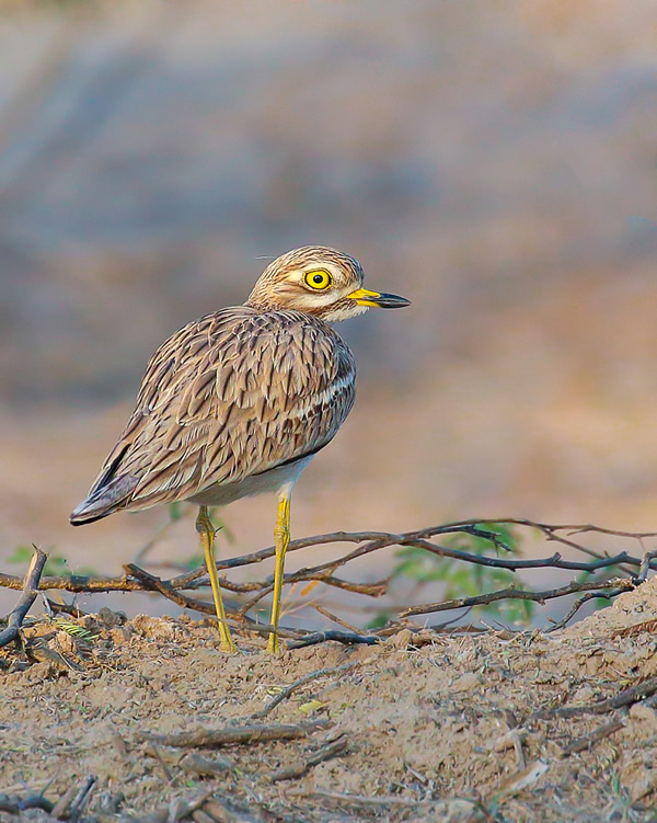 Interview With Indian Nature Photographer Arindam Saha