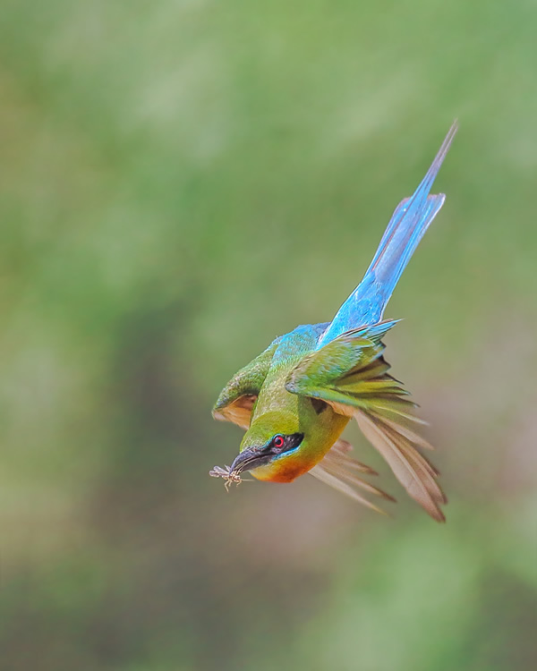 Interview With Indian Nature Photographer Arindam Saha