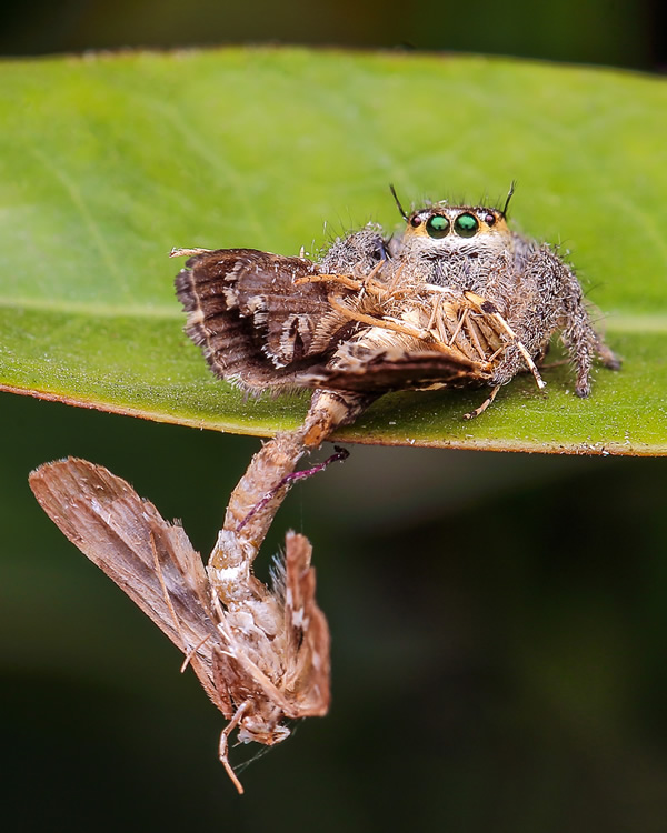 Interview With Indian Nature Photographer Arindam Saha