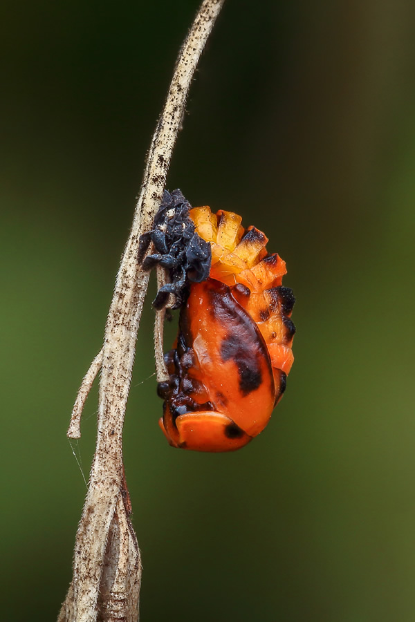 Interview With Indian Nature Photographer Arindam Saha