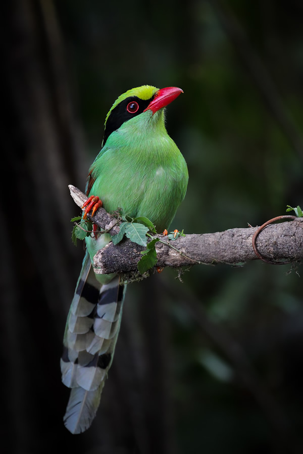 Interview With Indian Nature Photographer Arindam Saha