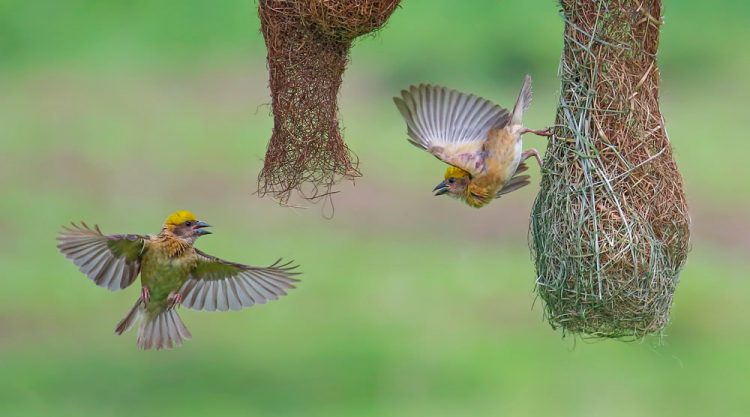 Interview With Indian Nature Photographer Arindam Saha