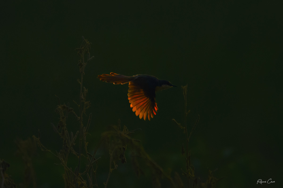 Passions Never Lockdown: Beautiful Bird Photography by Raghuvamsh Chavali