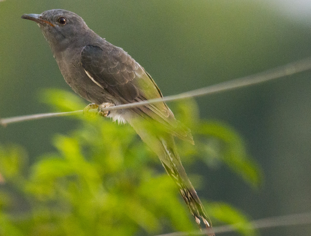 Passions Never Lockdown: Beautiful Bird Photography by Raghuvamsh Chavali