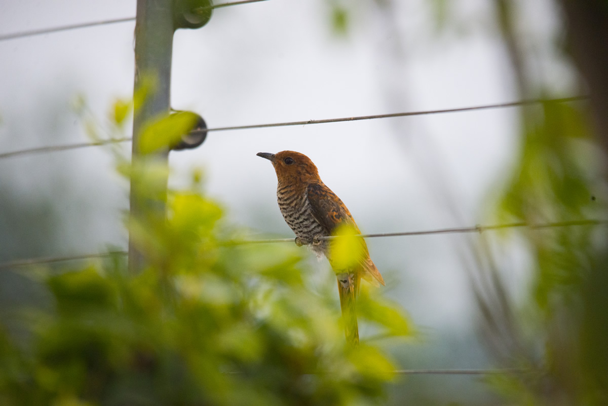 Passions Never Lockdown: Beautiful Bird Photography by Raghuvamsh Chavali