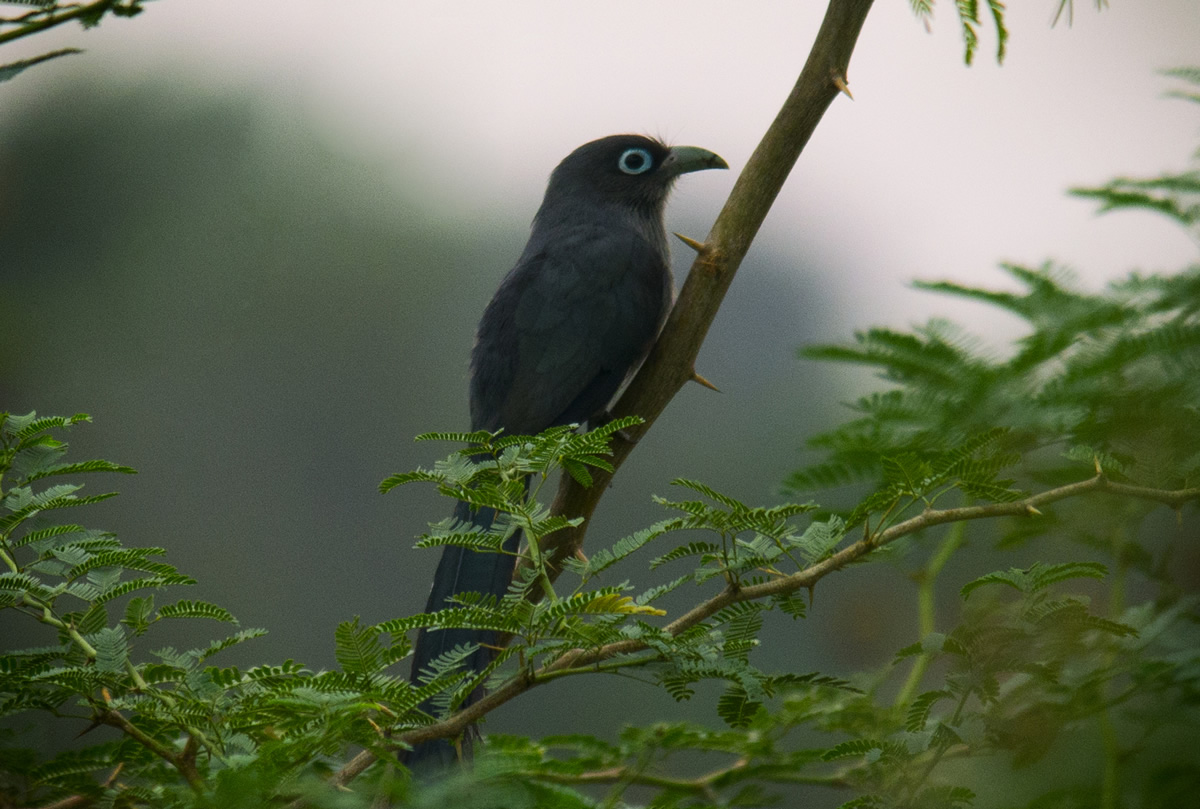 Passions Never Lockdown: Beautiful Bird Photography by Raghuvamsh Chavali