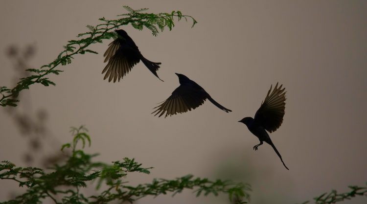 Passions Never Lockdown: Beautiful Bird Photography by Raghuvamsh Chavali