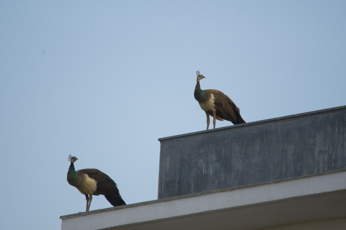 Passions Never Lockdown: Beautiful Bird Photography by Raghuvamsh Chavali