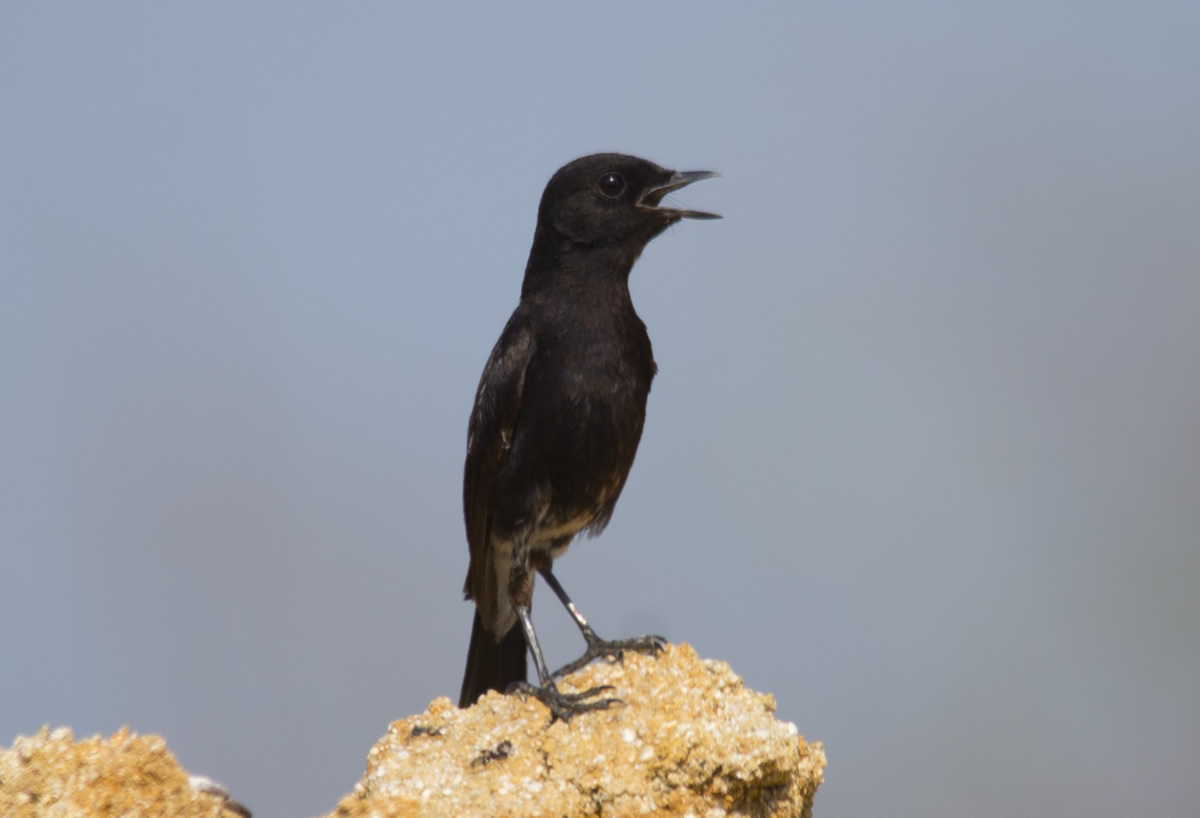 Passions Never Lockdown: Beautiful Bird Photography by Raghuvamsh Chavali