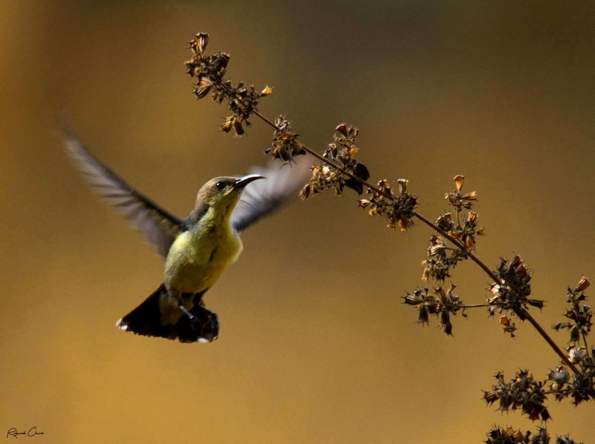 Passions Never Lockdown: Beautiful Bird Photography by Raghuvamsh Chavali