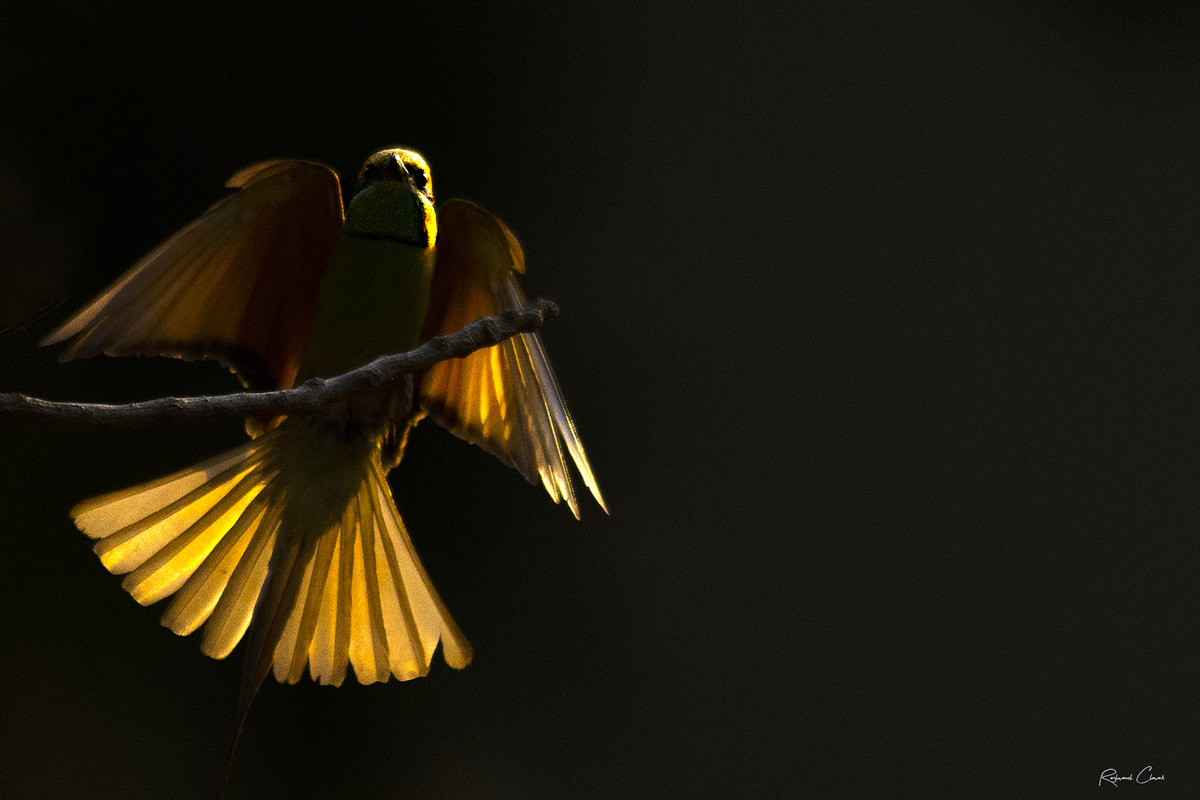 Passions Never Lockdown: Beautiful Bird Photography by Raghuvamsh Chavali