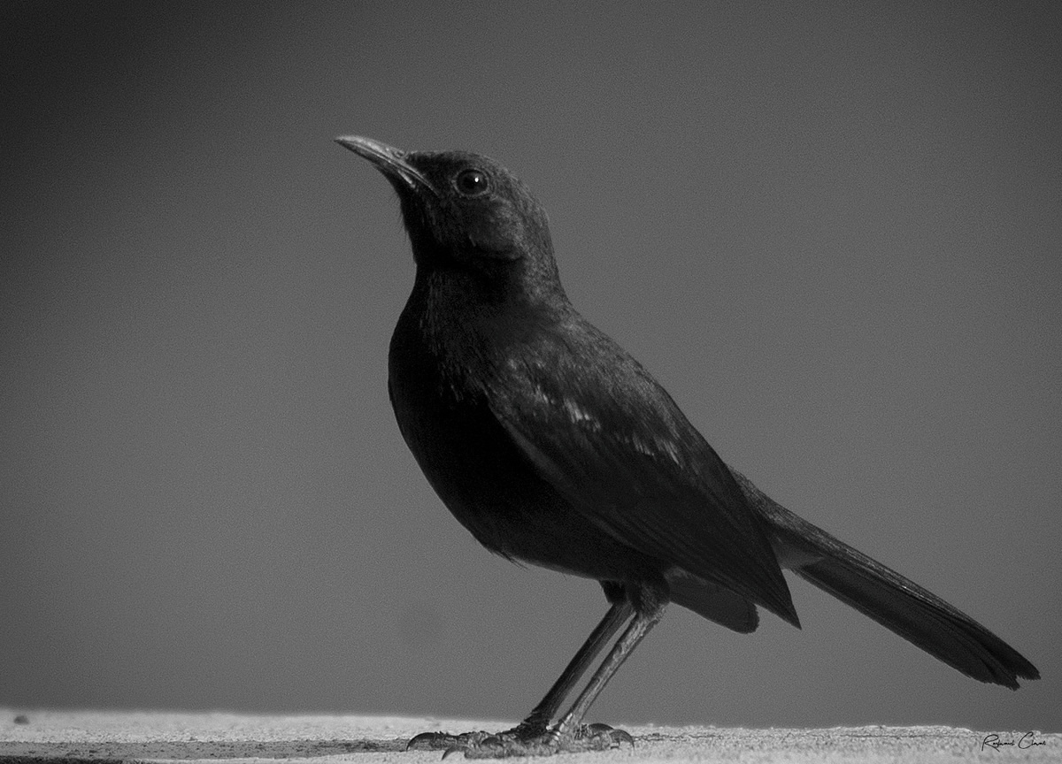 Passions Never Lockdown: Beautiful Bird Photography by Raghuvamsh Chavali