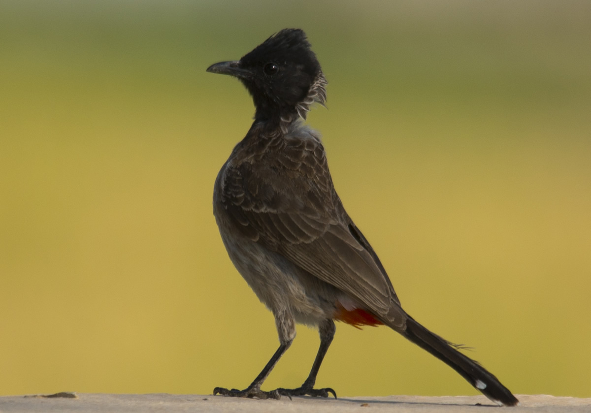 Passions Never Lockdown: Beautiful Bird Photography by Raghuvamsh Chavali