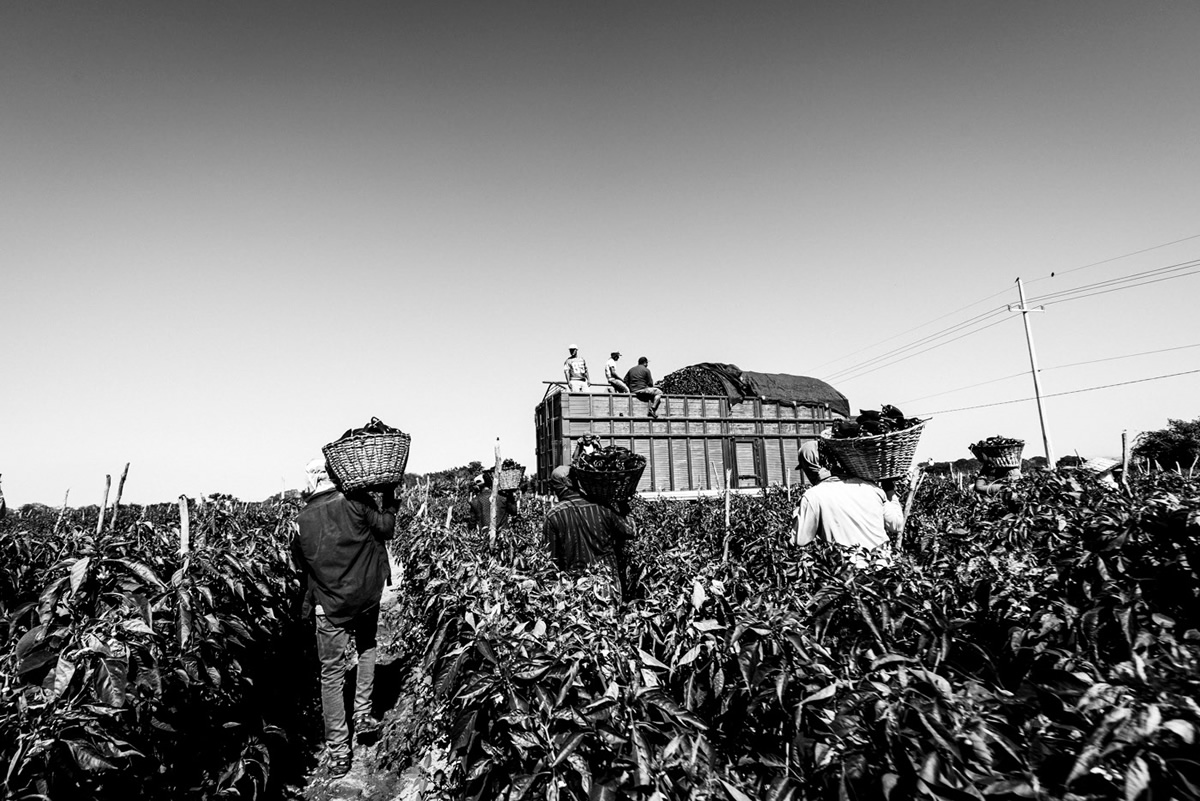 It's Chile Picking Season In Sinaloa México By Matt Mawson