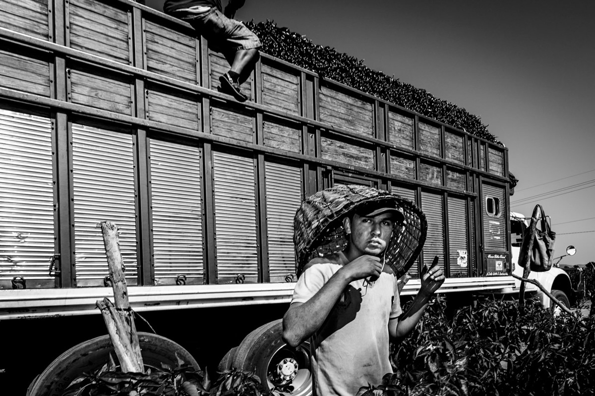 It's Chile Picking Season In Sinaloa México By Matt Mawson