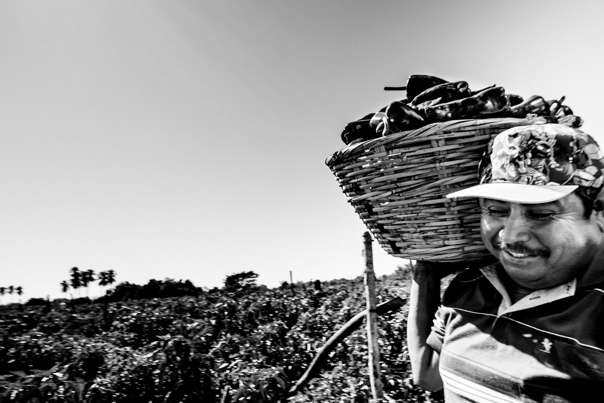 It's Chile Picking Season In Sinaloa México By Matt Mawson