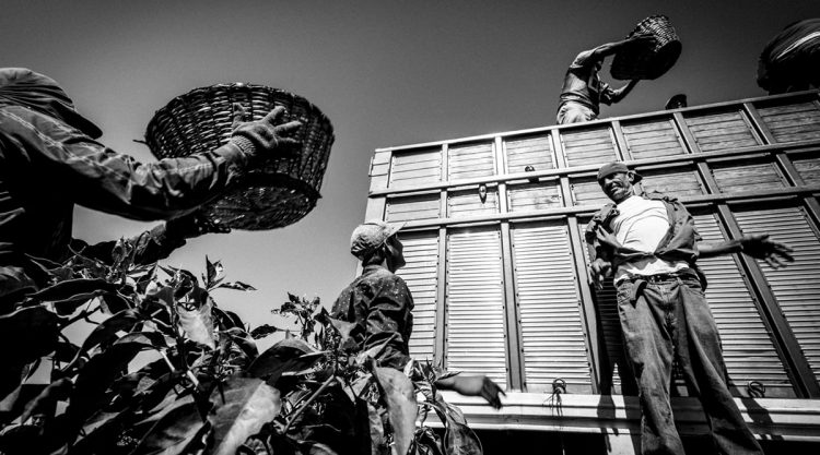 Its Chile Picking Season In Sinaloa Mexico By Matt Mawson