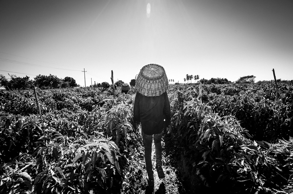 It's Chile Picking Season In Sinaloa México By Matt Mawson