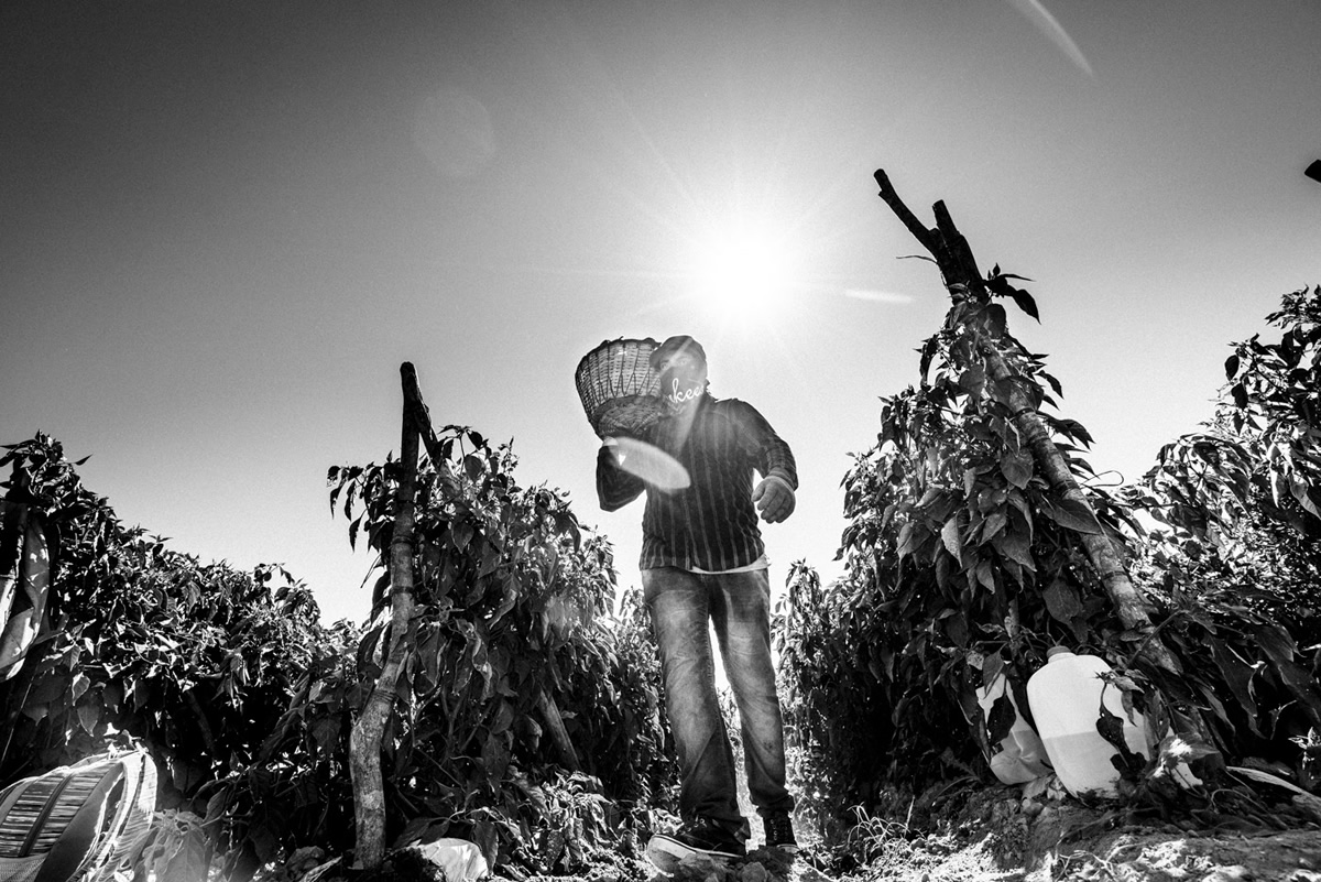 It's Chile Picking Season In Sinaloa México By Matt Mawson